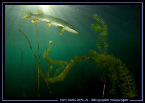 Pike Fish... :O)... by Michel Lonfat 